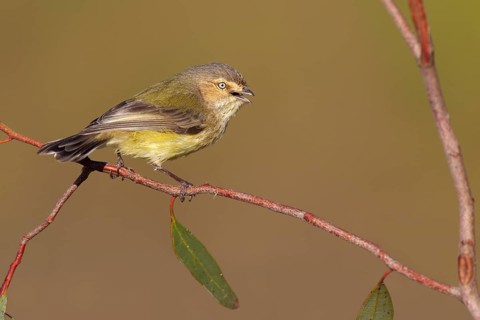 Weebill (Smicrornis brevirostris) singing, Victoria, Australia, Oceania