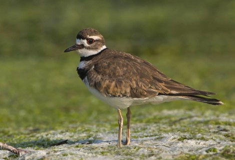 Killdeer (Charadrius vociferus), British Columbia, Canada, North America