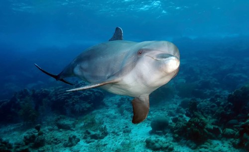 Bottlenose dolphin (Tursiops truncatus) Dolphin Flipper marine mammal swimming towards viewer,