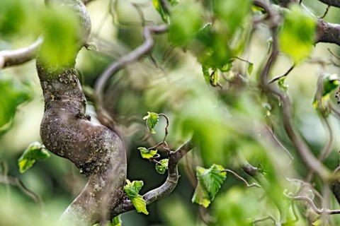 Twisted branches of hazel (Corylus avellana) with green leaves in a blurred, vivid spring scene,
