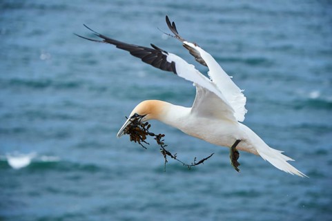 Northern gannet (Morus bassanus) flying over the sea with rivet material in the beak, wildlife,