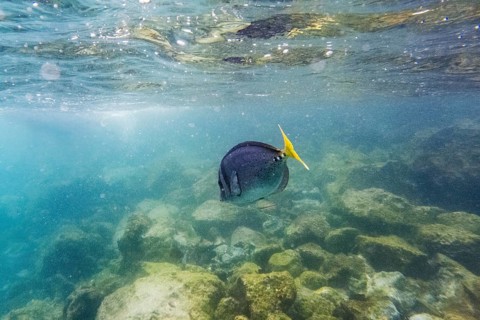 Razor surgeonfish (Prionurus laticlavius), underwater, Galapagos, Ecuador, South America