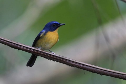 Hill Blue Flycatcher (Cyornis banyumas), Malaysia, Asia