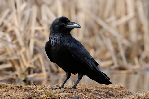 Northern Raven (Corvus corax), Mecklenburg-Western Pomerania, Germany, Europe