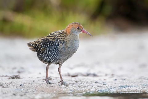 Lewin's Rail (Lewinia pectoralis) male, Victoria, Australia, Oceania