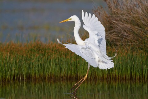 Great Egret (Ardea alba) foraging, Greece, Europe