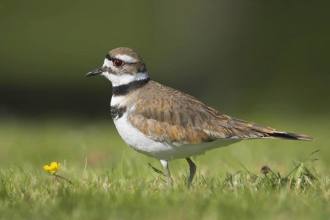 Killdeer (Charadrius vociferus), British Columbia, Canada, North America