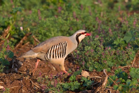 Chukar Partridge (Alectoris chukar), Paphos, Cyprus, Europe