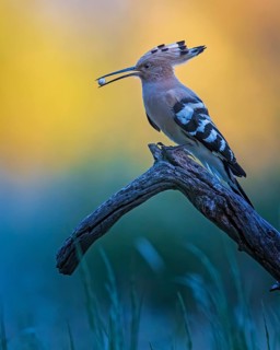 Eurasian Hoopoe (Upupa epops) with food in beak, Saxony-Anhalt, Germany, Europe