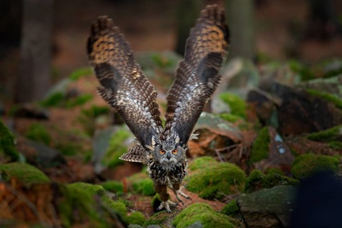 Owl in forest habitat, tree stump. Flying Eurasian Eagle Owl with open wings in forest habitat,