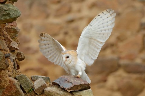 Barn owl, Tyto alba, with nice wings, landing on stone wall, light bird flying in the old castle,