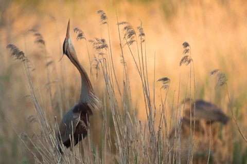 Purple Heron (Ardea purpurea), Baden-Wuerttemberg, Germany, Europe