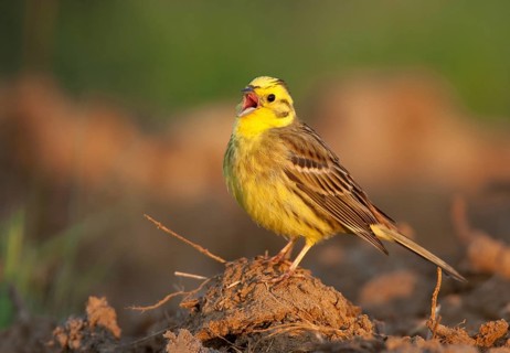 Yellowhammer (Emberiza citrinella) male singing, Mecklenburg-Western Pomerania, Germany, Europe