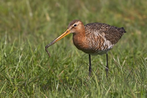 Black-tailed Godwit (Limosa limosa), Texel, Netherlands