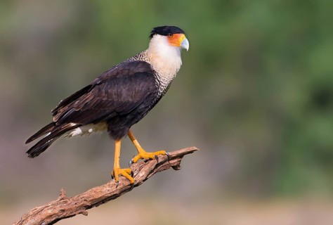Crested Caracara (Caracara cheriway)