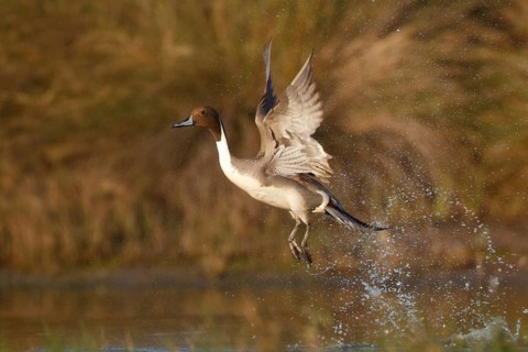 Northern Pintail (Anas acuta) male taking flight, Arizona, USA, North America