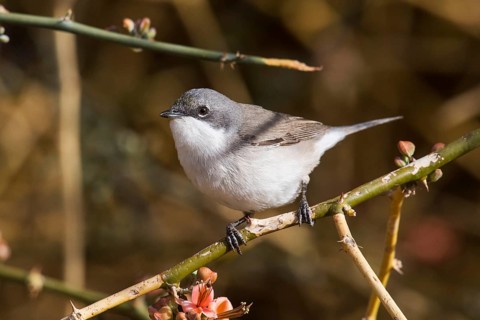 Lesser Whitethroat (Sylvia curruca) perched on a twig, Eilat, Israel, Asia