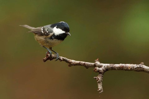 Coal Tit (Periparus ater), Utrecht, Netherlands