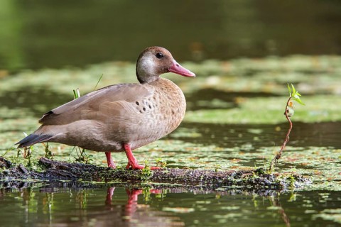 Brazilian Teal (Amazonetta brasiliensis) in a lake in the Atlantic rainforest of southeast Brazil