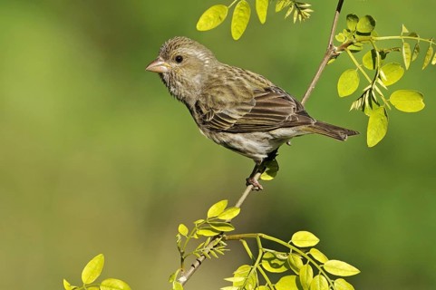 Purple Finch (Haemorhous purpureus) female, British Columbia, Canada, North America