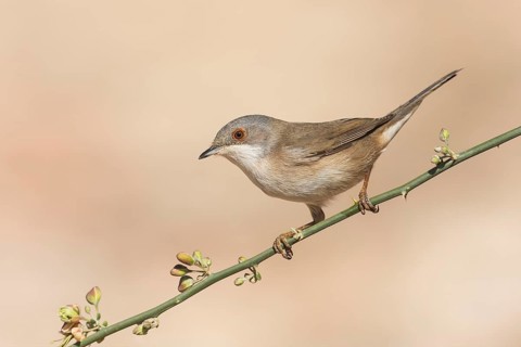 Sardinian Warbler (Sylvia melanocephala) female, Eilat, Israel, Asia