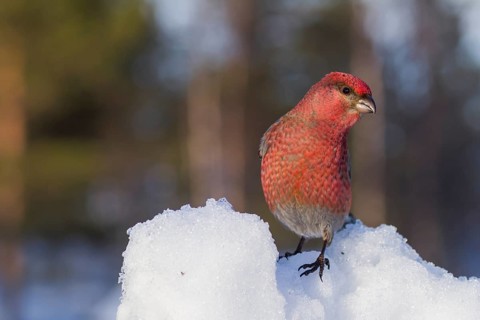 Pine Grosbeak - Hakengimpel - Pinicola enucleator, Finland, adult male, Europe
