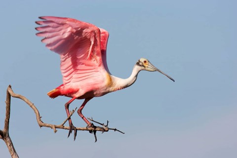 Roseate Spoonbill (Platalea ajaja), Texas, USA, North America