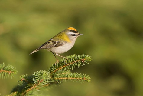 Common Firecrest (Regulus ignicapilla), Saxony, Germany, Europe