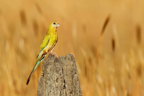 Golden-shouldered Parrot (Psephotellus chrysopterygius) female, Queensland, Australia, Oceania