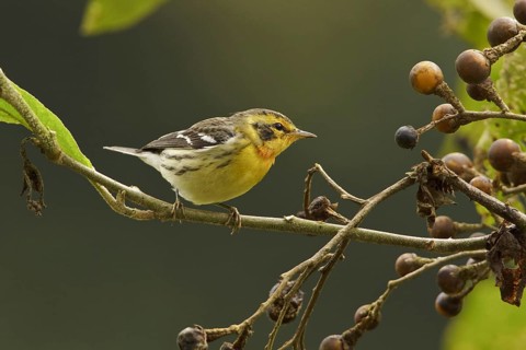 Blackburnian Warbler (Setophaga fusca) female, Ecuador, South America