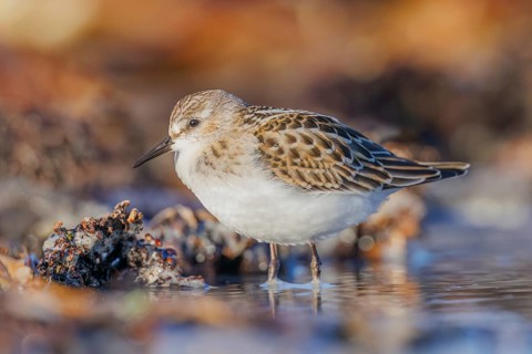 Zwergstrandläufer, Calidris minuta Little Stint, Calidris minuta