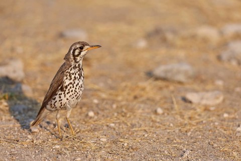 Groundscraper Thrush (Turdus litsitsirupa), Oshikoto, Namibia, Africa
