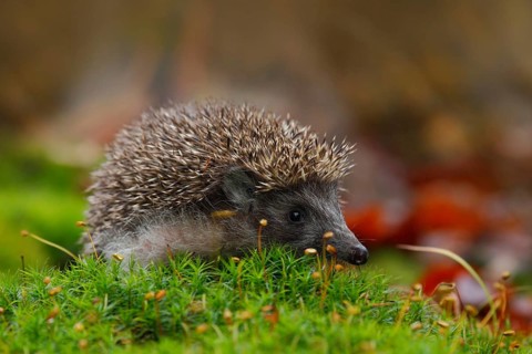 West European Hedgehog in green moss with orange background during autumn