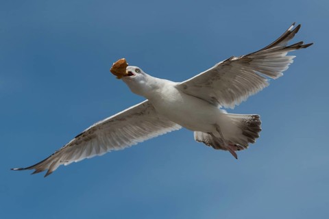 European Herring Gull (Larus argentatus) flying, Schleswig-Holstein, Germany, Europe
