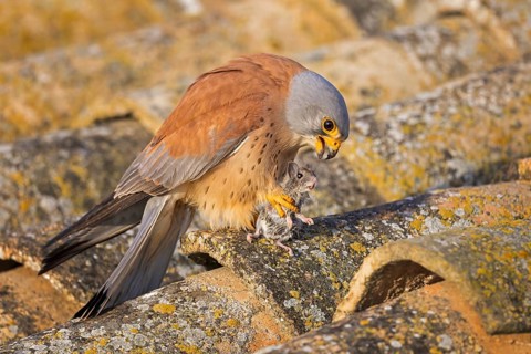 Lesser Kestrel (Falco naumanni) male with mouse prey, Spain, Europe