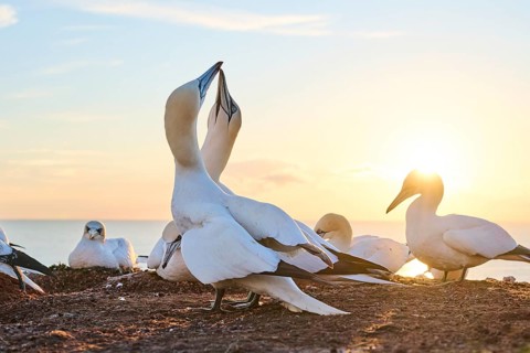 Northern gannet (Morus bassanus) greet each other with their beaks in the colony, at sunset,