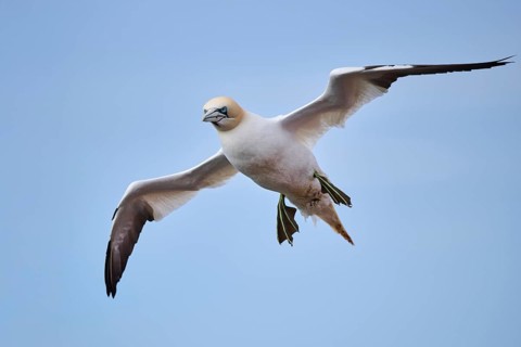 Northern gannet (Morus bassanus) flying over the sea, wildlife, Helgoland, Germany, Europe