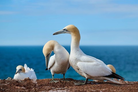 Northern gannet (Morus bassanus) greet each other with their beaks in the colony, at sunset,