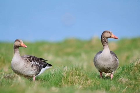 Greylag goose (Anser anser) couple on a field, wildlife, Helgoland, Germany, Europe