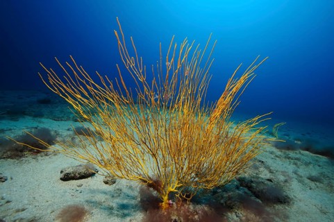 Yellow Atlantic shrub gorgonian (Muricea atlantica) Horn coral, East Atlantic, Fuerteventura,