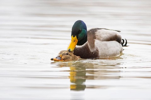 Mallard (Anas platyrhynchos) Mating Germany