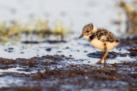 Young lapwing (Vanellus vanellus), Lower Saxony, Germany, Europe