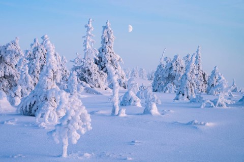 Winter landscape with snow-covered trees, Riisitunturi National Park, Posio, Lapland, Finland,