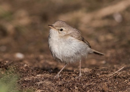 Booted Warbler (Iduna caligata) perched on a branch, Wales, United Kingdom, Europe
