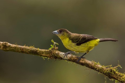 Lemon-rumped Tanager (Ramphocelus icteronotus) female perched on a branch, Alambi, Ecuador, South