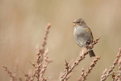 Dunnock (Prunella modularis) singing, perched on a branch, North Holland, Netherlands