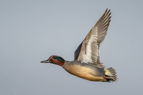 Eurasian Teal (Anas crecca) male flying, Schleswig-Holstein, Germany, Europe