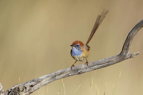 Rufous-crowned Emu-wren (Stipiturus ruficeps) male, Northern Territory, Australia, Oceania