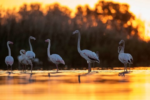 Greater Flamingo (Phoenicopterus roseus) group, Castile-La Mancha, Spain, Europe