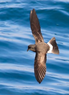 European Storm Petrel (Hydrobates pelagicus) flying, Peniche, Portugal, Europe